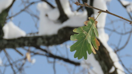 Foglia tra la neve 