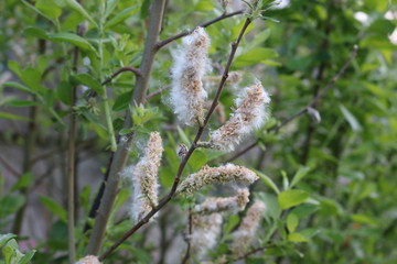 
Willow seeds look like fluff