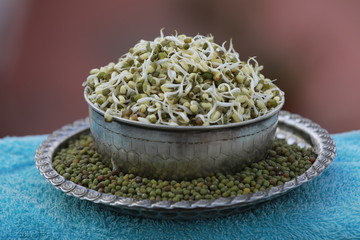 Healthy Green Organic Sprouts in Silver Bowl