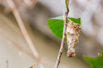 butterfly cocoon on a tree in Rio de Janeiro.