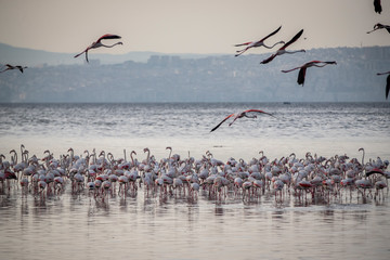 Pink big birds Greater Flamingos, Phoenicopterus ruber, in the water, izmir, Turkey. Flamingos cleaning feathers. Wildlife animal scene from nature.