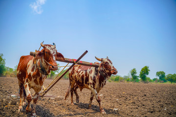 Indian farmer working with bull at his farm