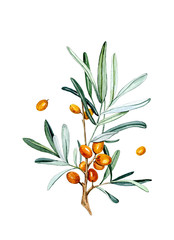 Watercolor illustration of a branch of sea buckthorn on a white background. 