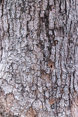 Texture detail of an old tree trunk