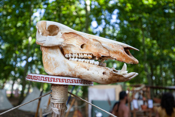 teschio testa animale