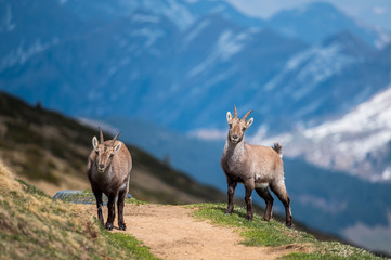 handsome young ibex in front of an alpine ridge in the Bernese Alps