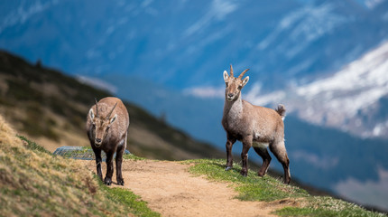 handsome young ibex in front of an alpine ridge in the Bernese Alps