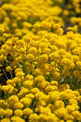 Close-up of a garden full of yellow blooming rapeseed