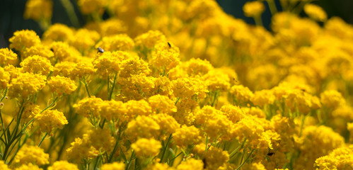 Close-up of a garden full of yellow blooming rapeseed