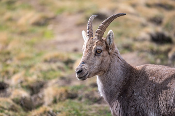 Portrait of an ibex