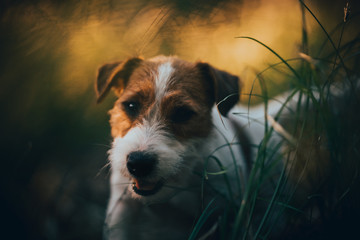 Portrait photo of a small dog in the forest, beautiful colors and blurred background. Jack Russell Terrier.