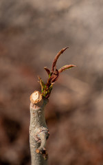 Close-up of a young, small, freshly planted baobab in a home garden