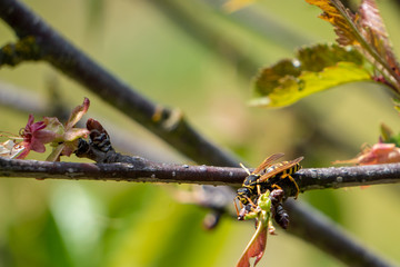 Close-up of a Wasp which sits on a branch and pollinates flowers during a spring afternoon.