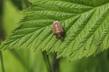 Gartenwanze auf  Himbeerblatt
