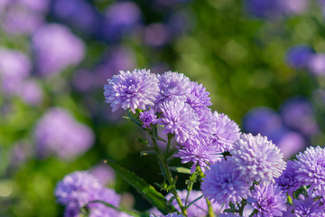 Beautiful and fresh margaret flowers blue tone Flower bouquet In the middle of the purple flower field, beautiful, vertical image.