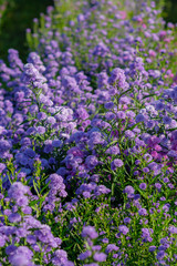 Obraz premium Beautiful and fresh margaret flowers blue tone Flower bouquet In the middle of the purple flower field, beautiful, vertical image.