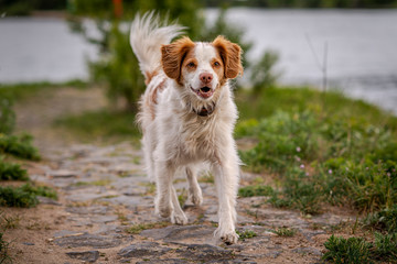 Happy Dog