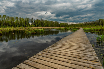 Las, molo,puszcza bagno