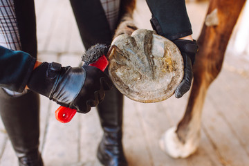 Woman cleans the horse's hooves with a special brush before riding. Horseback riding, animal care,...