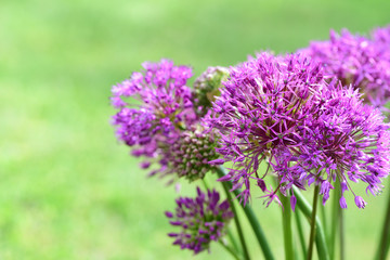 Obraz premium Close-up of a bouquet of fresh purple garlic, in nature, against a green background