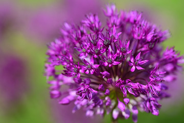 Close-up of a blooming flower of the ornamental onion in purple color, with subtle purple spots in the background in nature