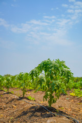 Fototapeta na wymiar indian farming papaya field , small papaya plants