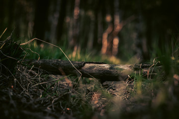 scenery in the forest with a fallen branch