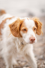 Dog at the beach
