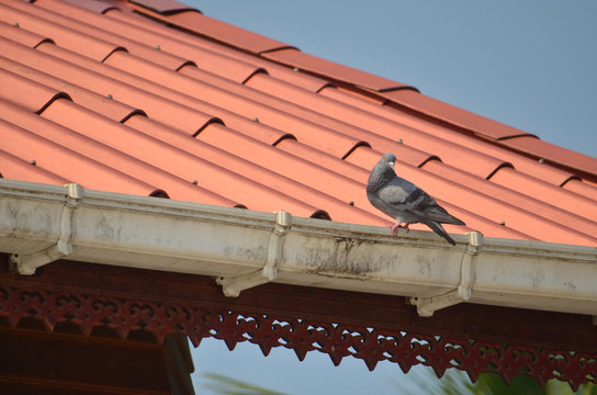 Dove on the roof of a house in Thailand