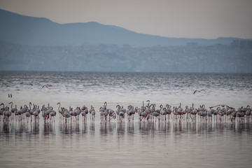 Pink big birds Greater Flamingos, Phoenicopterus ruber, in the water, izmir, Turkey. Flamingos cleaning feathers. Wildlife animal scene from nature.