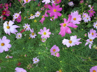 pink flowers in the garden