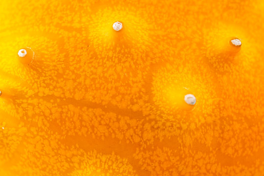 Kiwano or horned melon isolated on white background with copy space for your text.