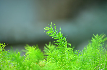 Tree in the house area