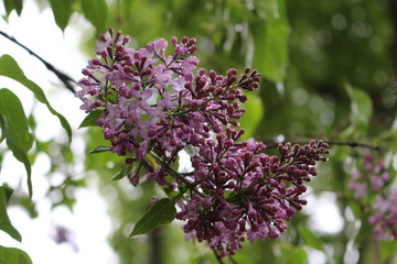 Obraz premium Bright fragrant clusters of flowers bloom on a lilac bush in spring