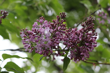 
Bright fragrant clusters of flowers bloom on a lilac bush in spring
