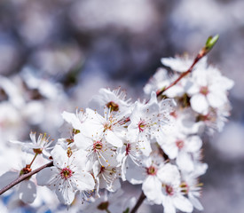 Cherry blossoms in spring. Beautiful white flowers