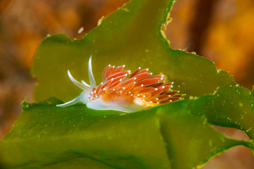 The nudibranch Flabellina athadona from Sea of Japan, North Primorye, Russia.