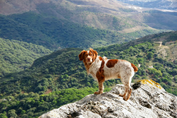 perro de cacería, bretón español	