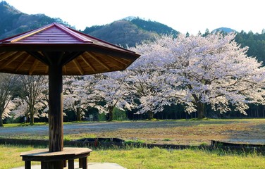 Obraz premium さくら 山 憩い 風景 杤木