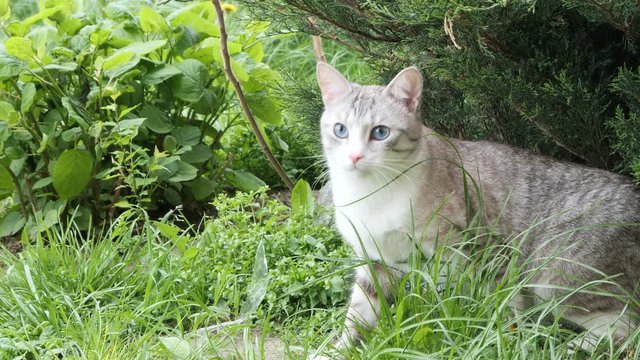 beautiful gray cat with blue eyes in nature