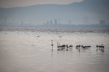 Pink big birds Greater Flamingos, Phoenicopterus ruber, in the water, izmir, Turkey. Flamingos cleaning feathers. Wildlife animal scene from nature.