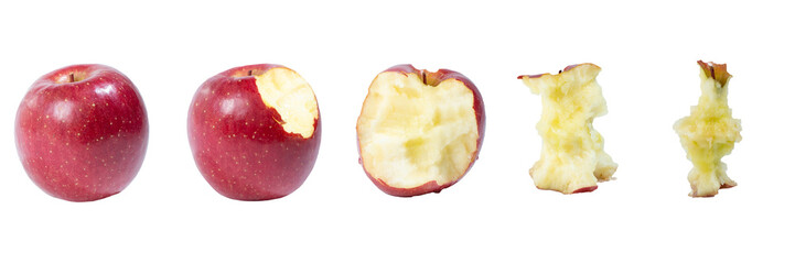 林檎がかじられていく様子（健康な歯でかじったリンゴ）