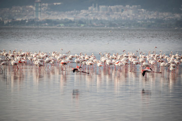 Pink big birds Greater Flamingos, Phoenicopterus ruber, in the water, izmir, Turkey. Flamingos cleaning feathers. Wildlife animal scene from nature.