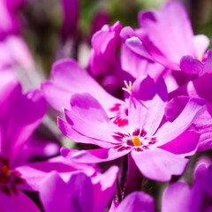 Pink flowers of Creeping Phlox in spring. Floral background