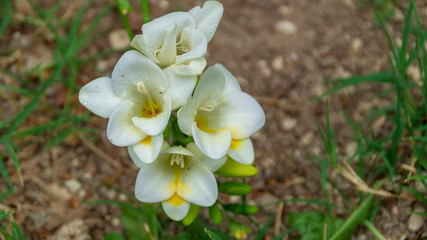 Fresie bianche e gialle in primavera