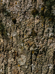 Brown texture. The texture of the tree is lit by the sun. Moss on the bark.