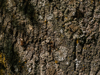 Brown texture. The texture of the tree is lit by the sun. Moss on the bark.