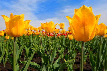Yellow tulips growing on a field against blue sky. Yellow tulip field. Spring background with beautiful yellow tulips. Bottom view of yellow tulip rows in summer time. Close-up