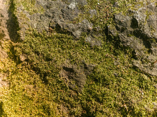 Texture of green moss on a gray stone. A ray of sunshine from the side.