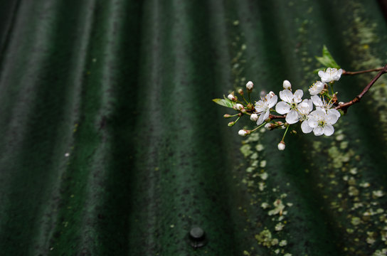cherry blossom on the background of green Ondulin